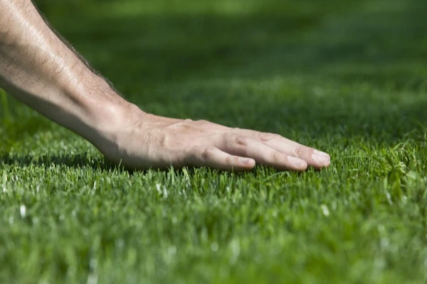 Lawn Care Services Lawn Care Services