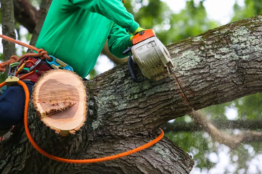 Experienced Tree Trimming Service Port Orchard WA Experienced Tree Trimming Service Port Orchard WA