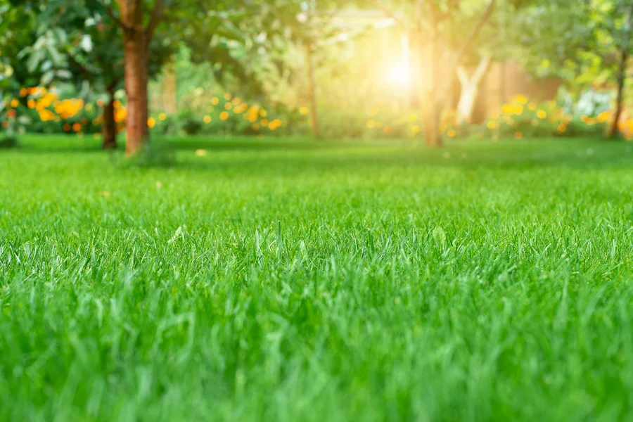 How To Choose The Right Lawn Care Service For Your Yard Port Orchard WA How To Choose The Right Lawn Care Service For Your Yard Port Orchard WA