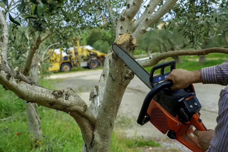 Seasonal Benefits Of Scheduling Tree Trimming Service Port Orchard WA Seasonal Benefits Of Scheduling Tree Trimming Service Port Orchard WA