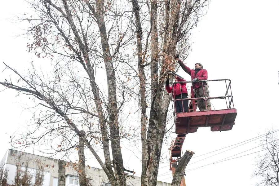 Seasonal Benefits Of Scheduling Tree Trimming Service in Port Orchard WA Seasonal Benefits Of Scheduling Tree Trimming Service in Port Orchard WA