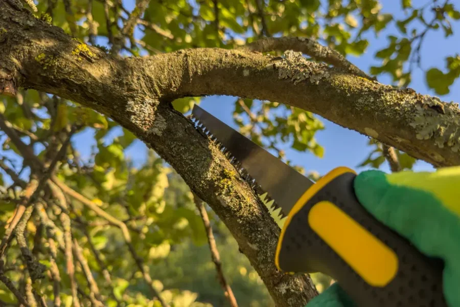 Superior Tree Trimming Service Port Orchard WA Superior Tree Trimming Service Port Orchard WA