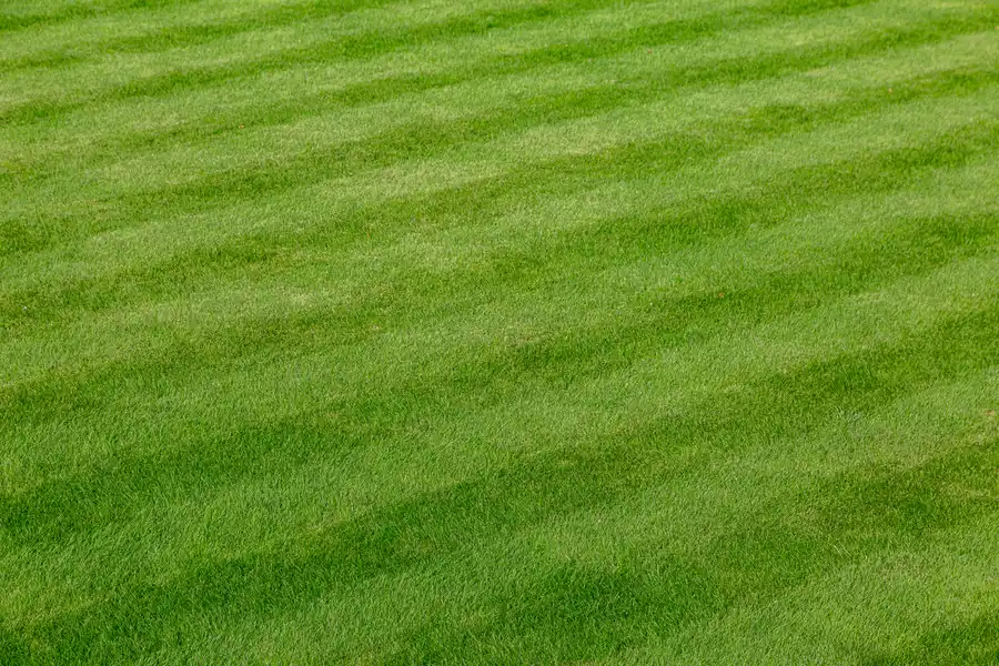 The Role Of Lawn Care Services In Preventing Weed Growth Port Orchard WA The Role Of Lawn Care Services In Preventing Weed Growth Port Orchard WA