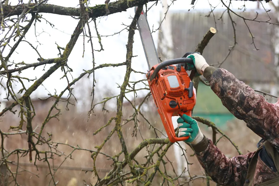 Top-rated Tree Trimming Service Port Orchard WA Top-rated Tree Trimming Service Port Orchard WA